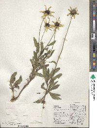 Rudbeckia hirta image