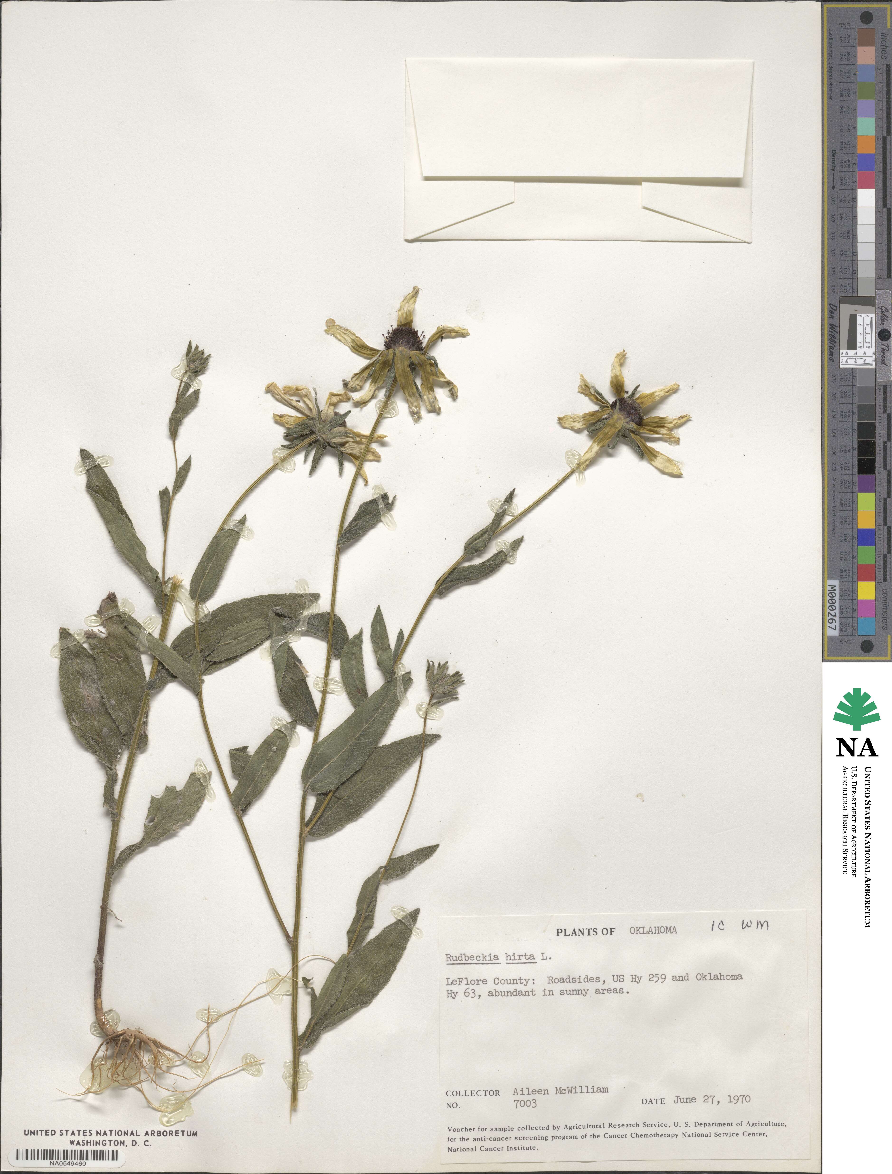 Rudbeckia hirta image