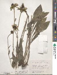 Rudbeckia hirta image