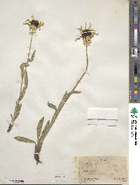 Rudbeckia hirta image