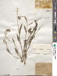 Rudbeckia hirta image