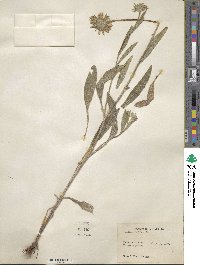 Rudbeckia hirta image