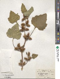 Xanthium orientale var. saccharatum image