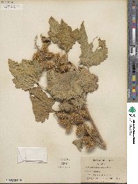 Xanthium orientale image