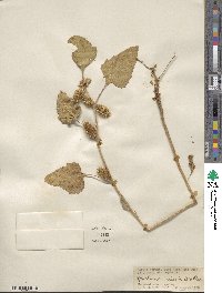 Xanthium orientale var. saccharatum image