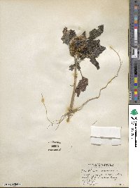 Xanthium orientale var. saccharatum image