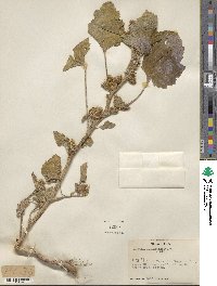 Xanthium orientale image