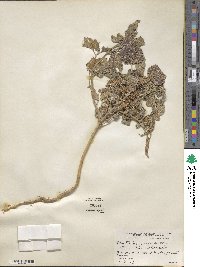 Xanthium orientale var. saccharatum image