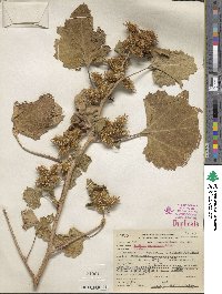 Xanthium orientale var. saccharatum image