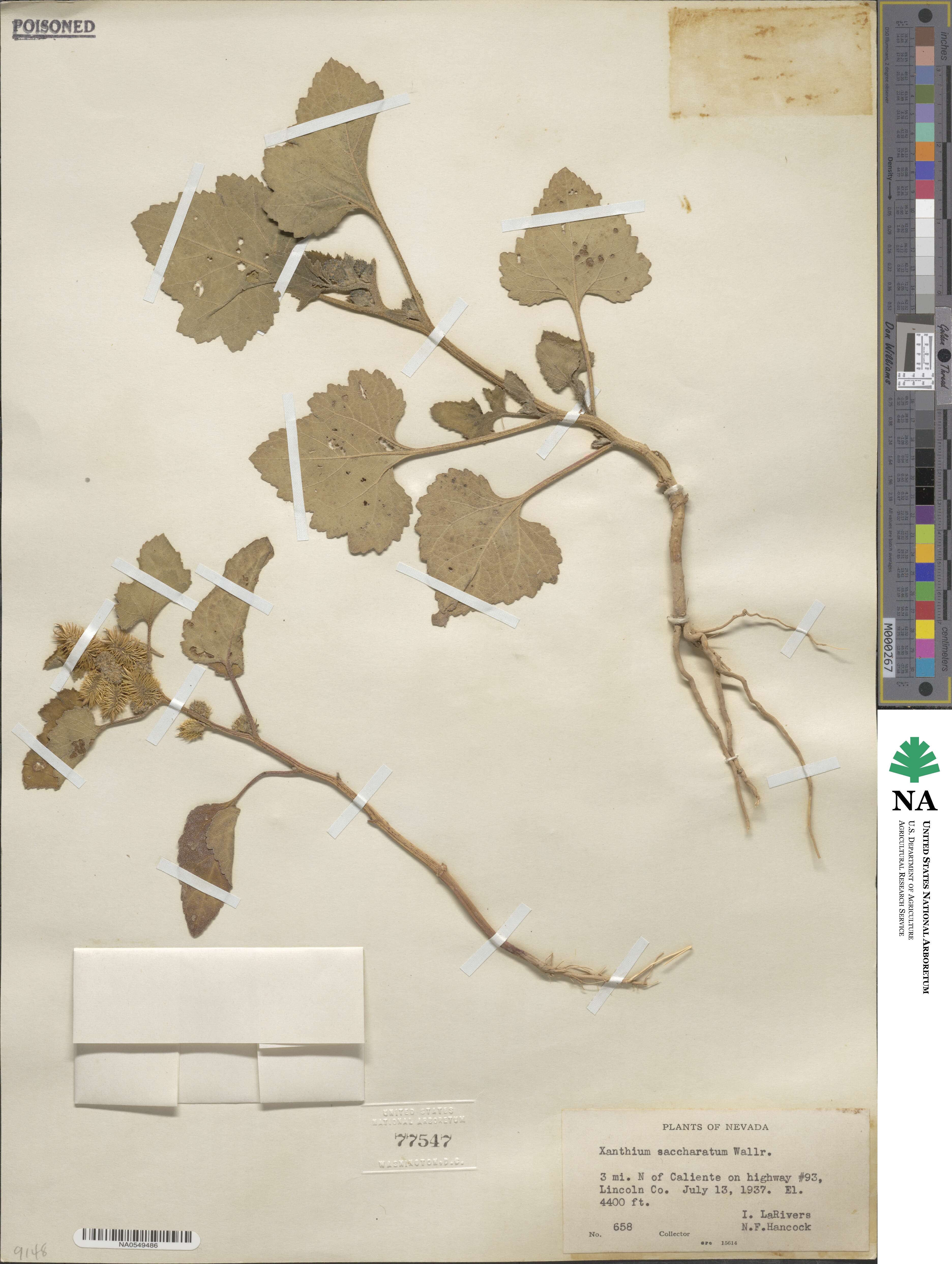 Xanthium orientale image