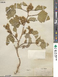 Xanthium orientale var. saccharatum image