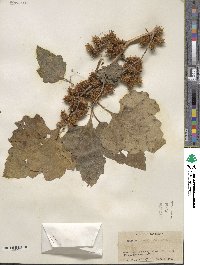 Xanthium orientale image