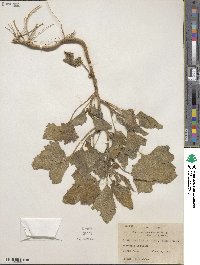 Xanthium orientale var. saccharatum image