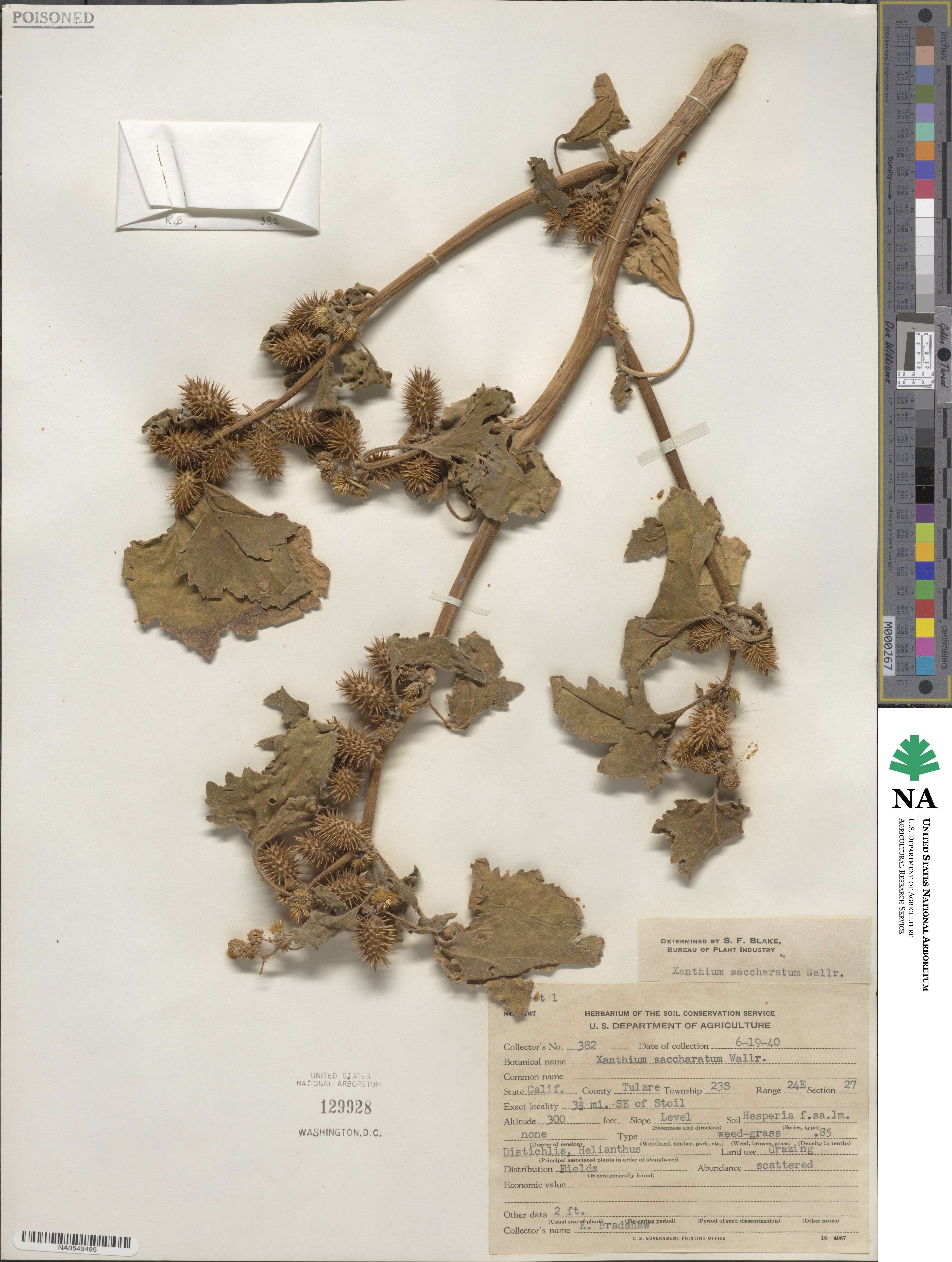 Xanthium orientale var. saccharatum image