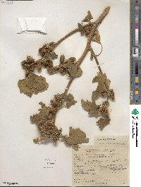 Xanthium orientale image