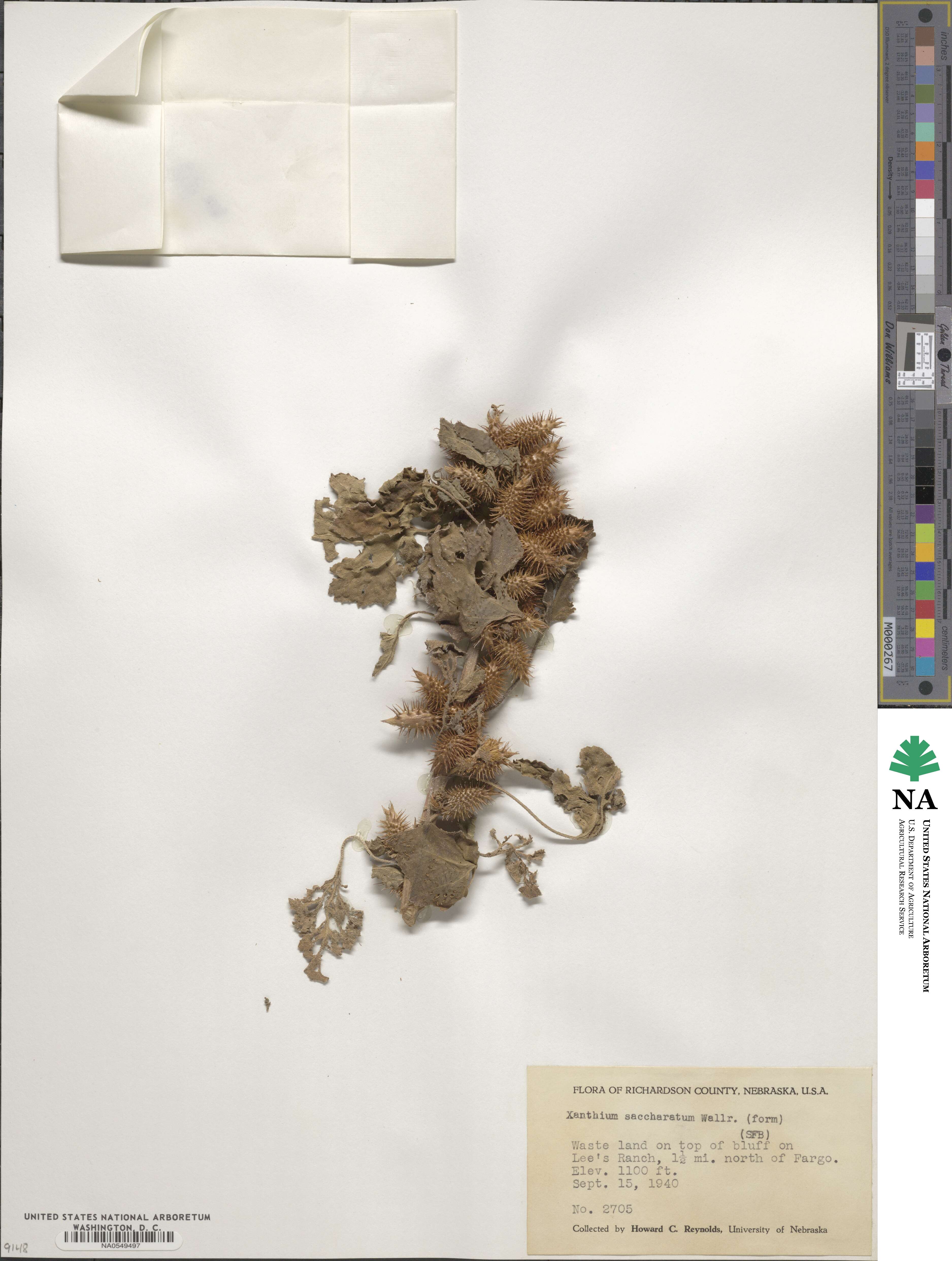 Xanthium orientale var. saccharatum image