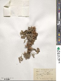 Xanthium orientale image