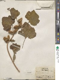 Xanthium orientale image