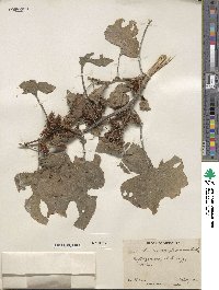 Xanthium orientale image