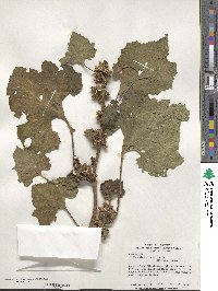 Xanthium strumarium image