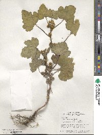 Xanthium strumarium image