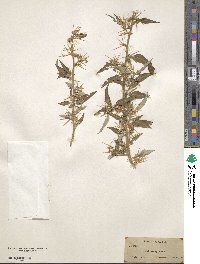 Xanthium spinosum image