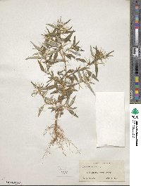 Xanthium spinosum image