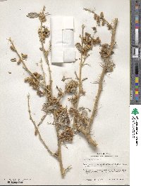 Xanthium spinosum image