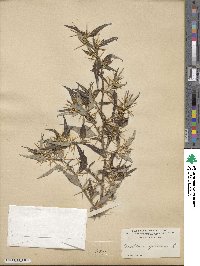 Xanthium spinosum image