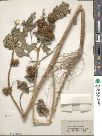 Xanthium orientale image