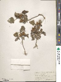 Xanthium orientale image