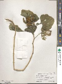 Xanthium orientale image