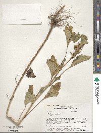 Xanthium strumarium image