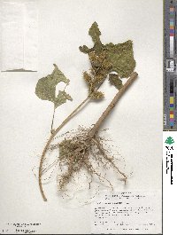 Xanthium strumarium image