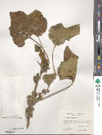 Xanthium strumarium image