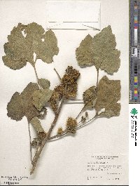 Xanthium strumarium image