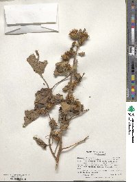 Xanthium strumarium image