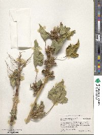 Xanthium strumarium image