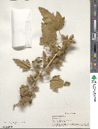 Xanthium strumarium image