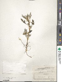 Xanthium spinosum image