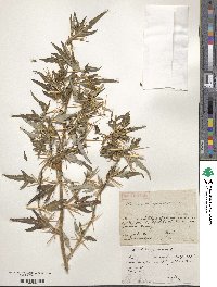 Xanthium spinosum image