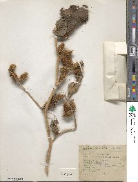 Xanthium orientale var. saccharatum image