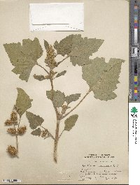 Xanthium spinosum image