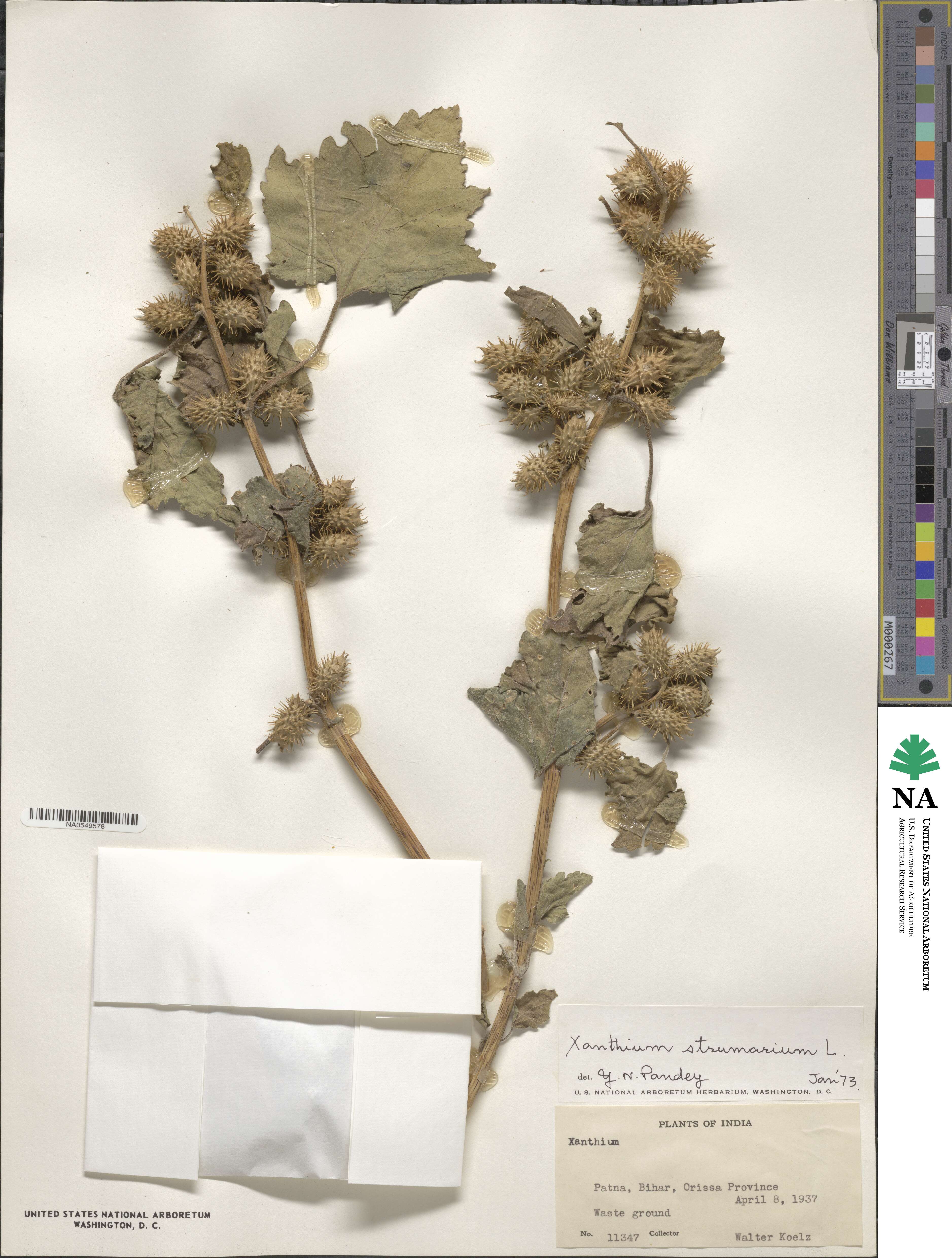 Xanthium strumarium image