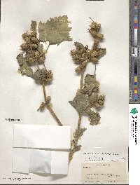 Xanthium strumarium image