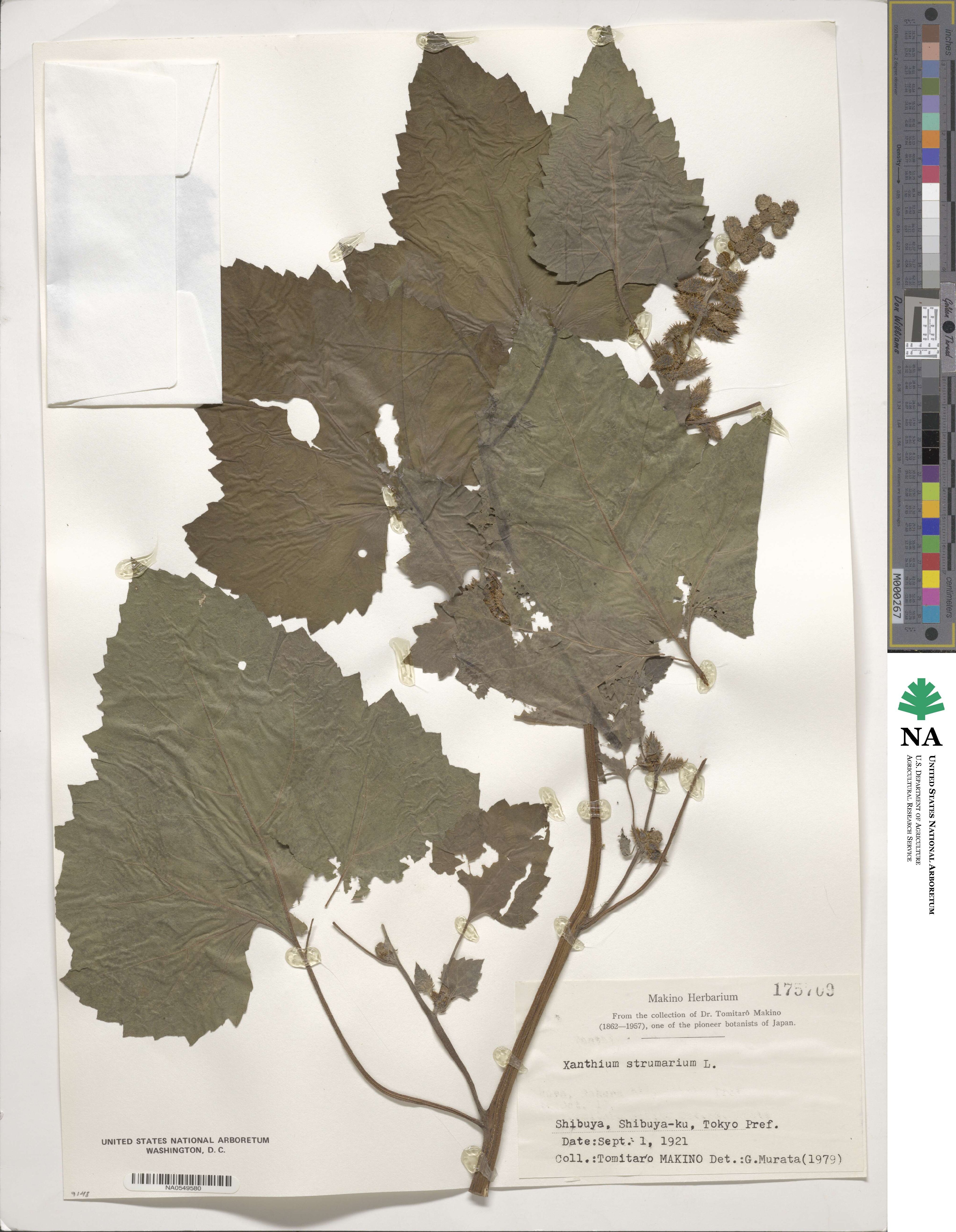 Xanthium strumarium image