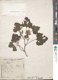 Xanthium strumarium image