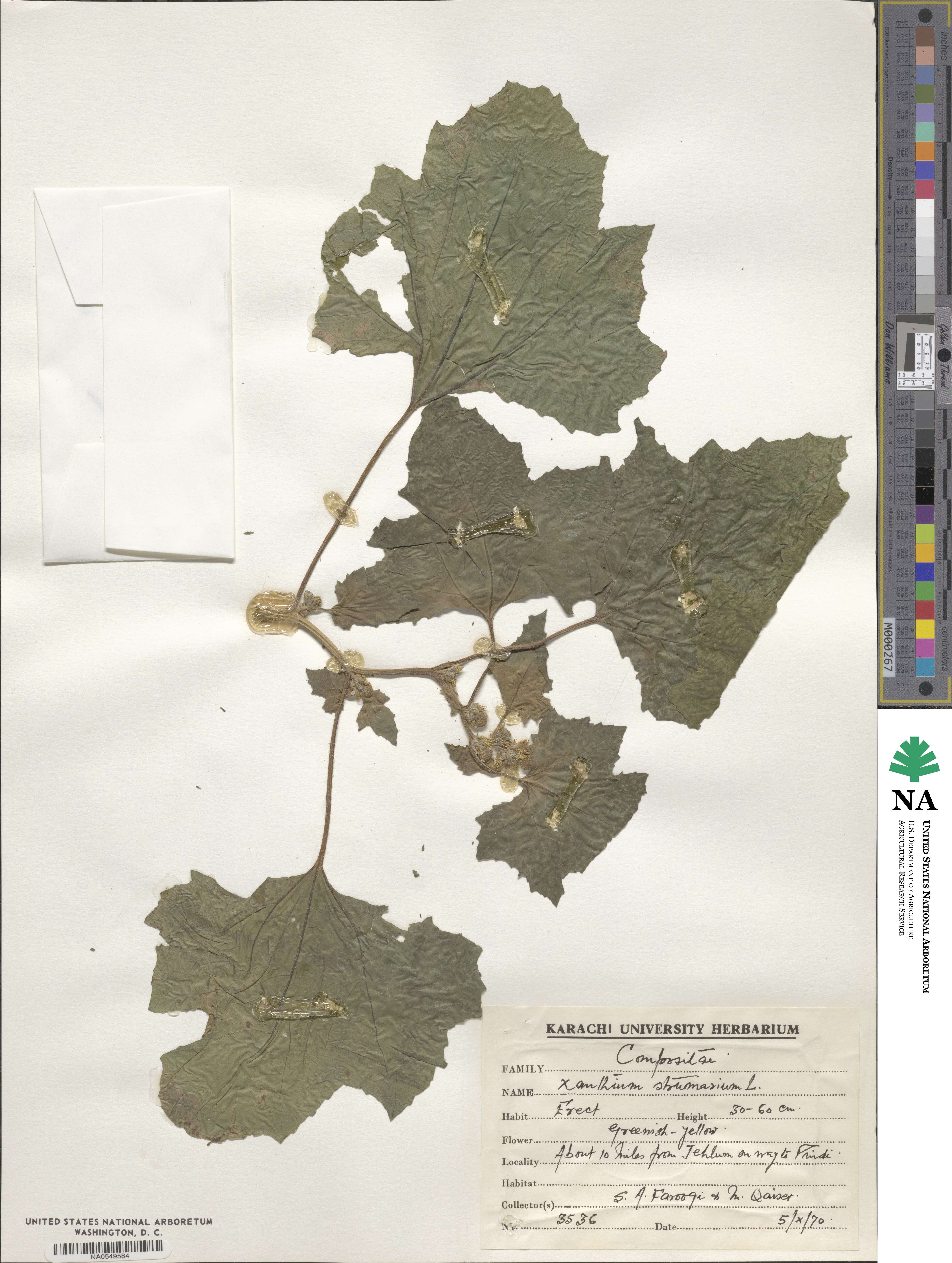 Xanthium strumarium image