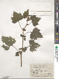 Xanthium strumarium image