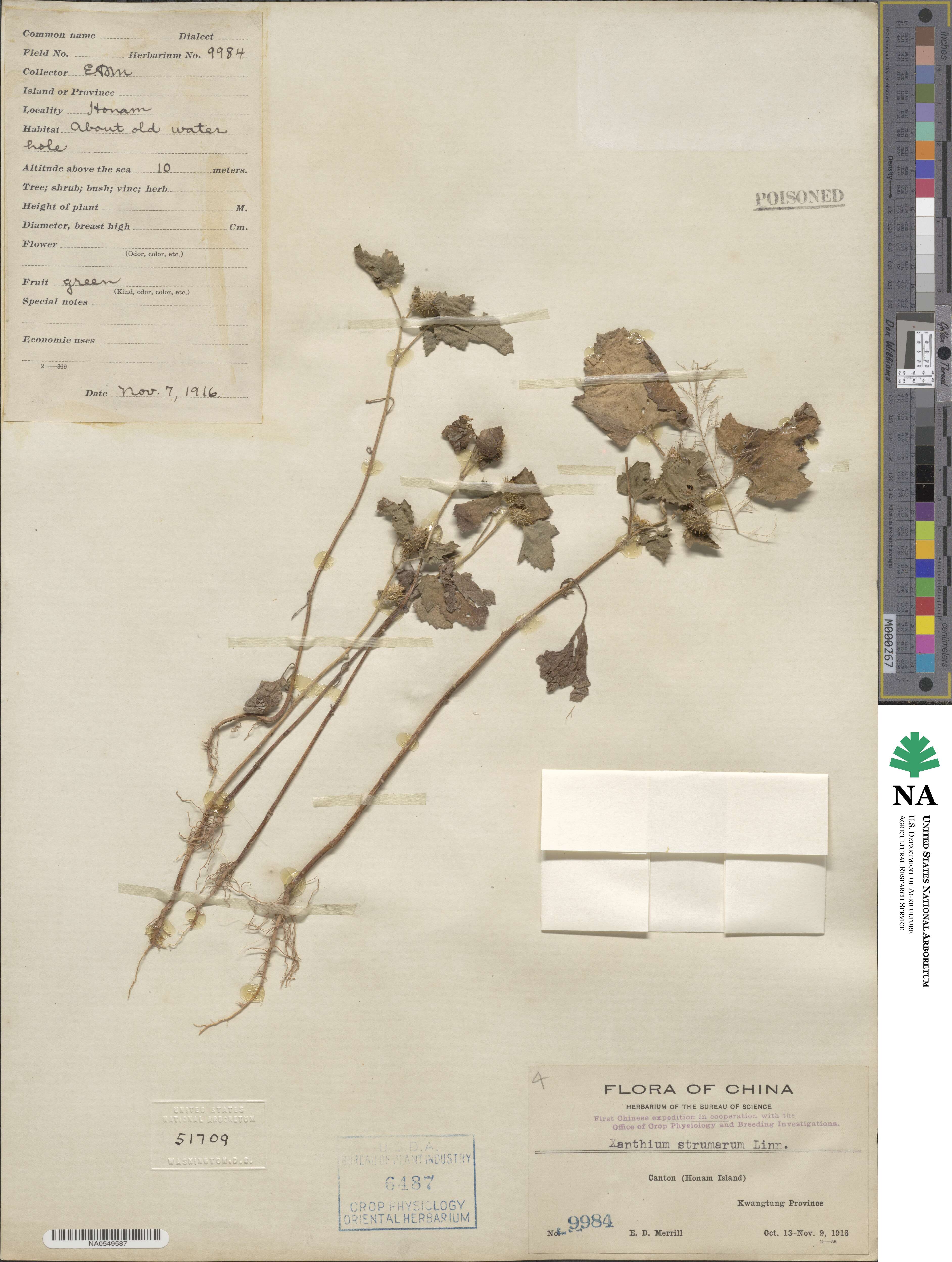 Xanthium strumarium image